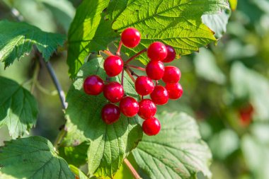 Olgun kırmızı viburum