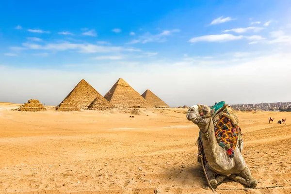 Верблюда і піраміди — стокове фото