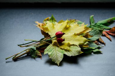 Renkli sonbahar yaprakları yaratıcı düzeni. Düz yatıyordu. Sezon kavramı.