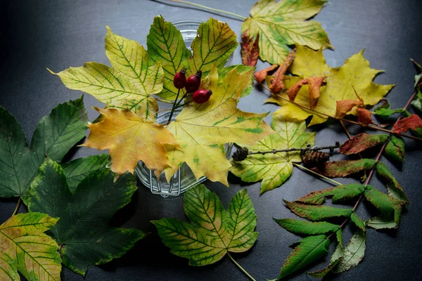 Creative Layout Colorful Autumn Leaves Flat Lay Season Concept — Stock Photo, Image