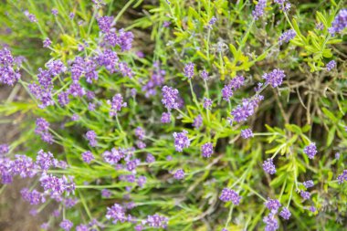 Gün batımında lavanta çalıları, lavanta tarlası, lavanta bahçeleri. Çiçek tarlası, doğal arkaplan görüntüsü. Lavanta tarlalarının manzarası çok güzel..