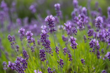Gün batımında lavanta çalıları, lavanta tarlası, resmi yerler. Lavanta çiçeği tarlası, doğal arkaplan görüntüsü. Lavanta tarlalarının manzarası çok güzel..