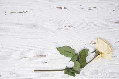 Beyaz ahşap arka plan kopya alanı sağlayan kurutulmuş beyaz gül.