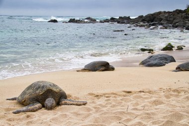 Oahu bir plajda dinlenme nesli tükenmekte olan bir Hawaii yeşil deniz kaplumbağası.
