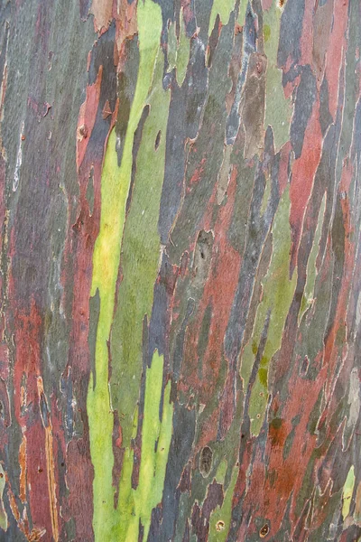 Detalj Barken Hawaiian Rainbow Eukalyptusträd — Stockfoto