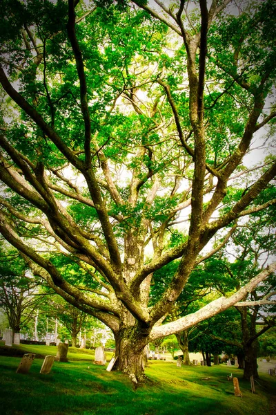 Старый Дуб Растущий Кладбище Большим Количеством Зеленых Листьев — стоковое фото