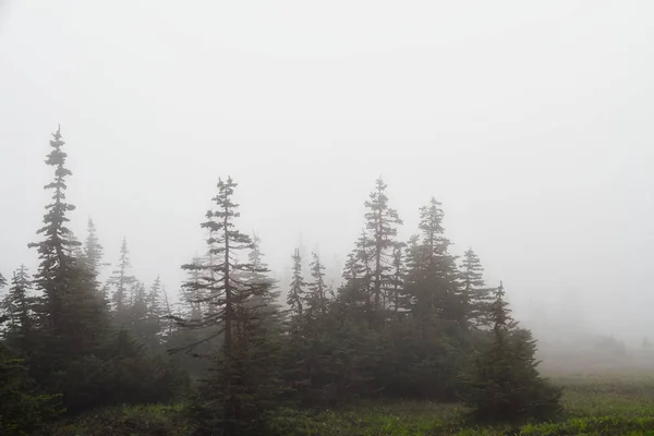 Μια Μινιμαλιστική Εικόνα Των Evergreens Τυλιγμένη Στην Ομίχλη Αντίγραφο Χώρου — Φωτογραφία Αρχείου