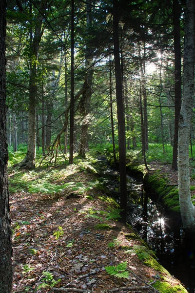 Bäck Genom Skogen Prouts Hals Fågelreservat Black Point Maine — Stockfoto