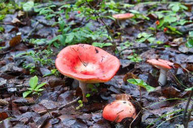 Kırmızı mantar ile orman katta moister.