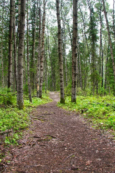 Vandringsled Skogen Prins Albert National Park — Stockfoto