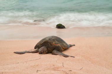Dalgalar ve fırtınalı bir gökyüzü hareket ile Oahu bir plajda dinlenme nesli tükenmekte olan bir Hawaii yeşil deniz kaplumbağası bulanık.