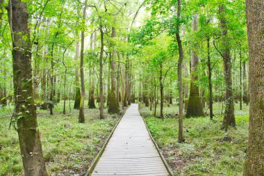 Selvi ağaçları bataklık Congaree Milli Parkı içinde geçen bir tahta.