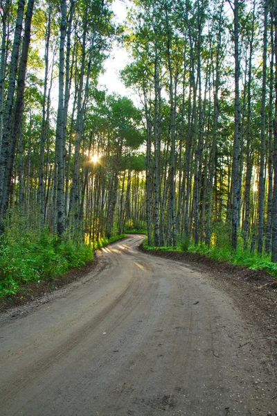 Брудна Дорога Через Ліс Ранковим Сонцем Сяє Крізь Дерева — стокове фото