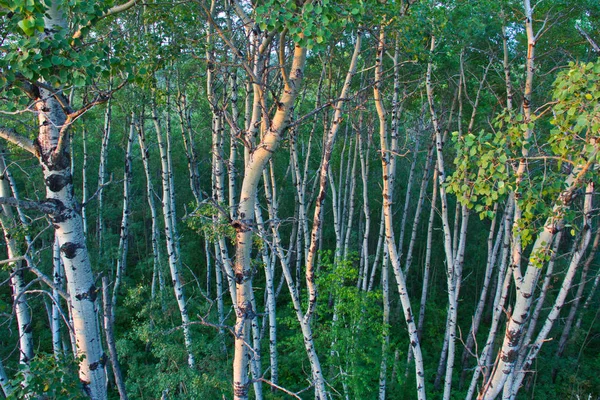 Ліс Повний Осикових Дерев Зосереджений Стовбурах — стокове фото