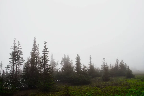 Μια Μινιμαλιστική Εικόνα Των Evergreens Τυλιγμένη Στην Ομίχλη Αντίγραφο Χώρου — Φωτογραφία Αρχείου