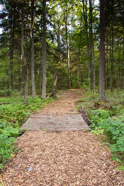 Ein Pfad Durch Den Wald Prouts Hals Vogelschutzgebiet Einem Schwarzen — Stockfoto