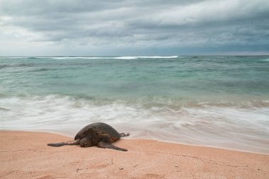 Dalgalar ve fırtınalı bir gökyüzü hareket ile Oahu bir plajda dinlenme nesli tükenmekte olan bir Hawaii yeşil deniz kaplumbağası bulanık.