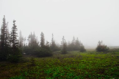 Kopya alanı ile sis kefen herdem yeşil minimalist bir görüntüsünü.