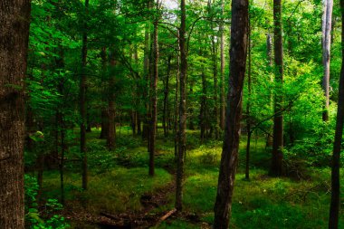 Selvi ağaçları bataklık Congaree Milli Parkı içinde.