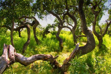 Çarpık Bush bir koru hariç her yöne büyümek düz yukarı kavak ağaçlarının olduğu.