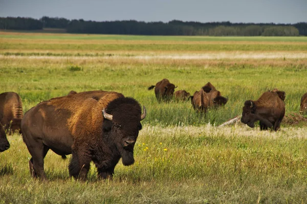 Great Plains Saskatchewan, Kanada bir mera Amerikan bizonu kafasından