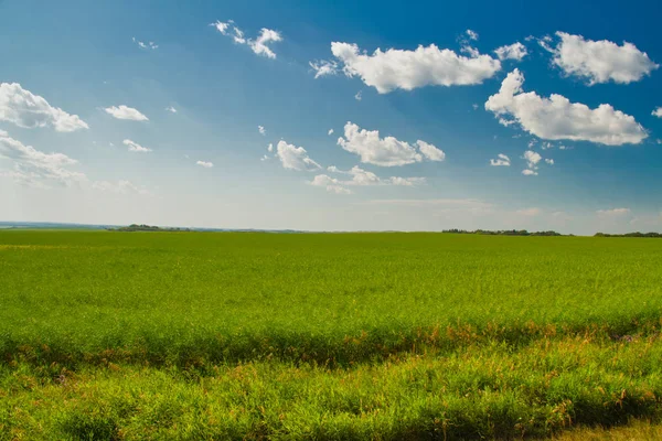 Ein Feld Saskatchewan Kanada Sommer Unter Blauem Himmel Mit Leichten — Stockfoto