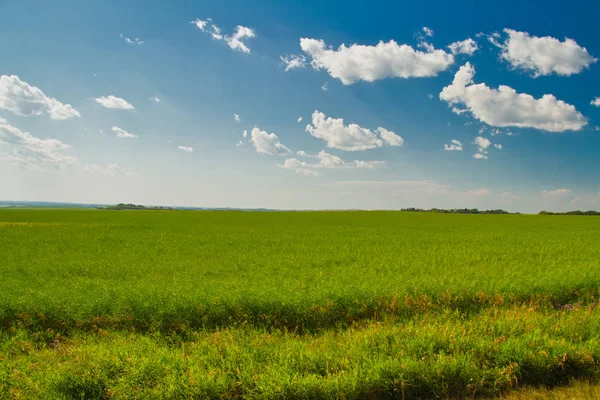 Pole Saskatchewan Kanada Létě Pod Modrou Oblohou Lehké Nadýchané Obláčky — Stock fotografie