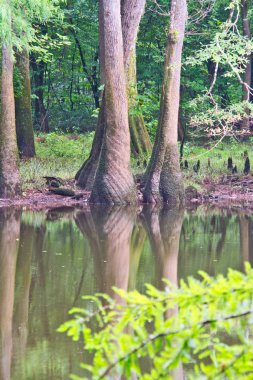 İçinde midye Congaree Milli Parkı suları yansıtan ağaçlar