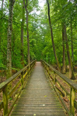 Boardwalk Congaree Milli Parkı'nda bataklık topraklarda geçen.