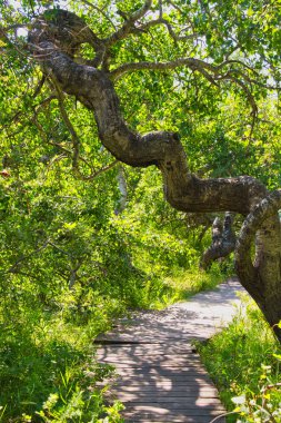 Çarpık Bush hariç her yöne büyümek düz yukarı kavak ağaçları bir koru var. İşte bu mistik yere önde gelen iz.