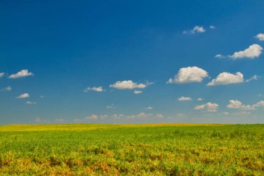 Sarı çiçek bir alan Kanada great plains içinde çiçek açan bir alan üzerinde seyir.