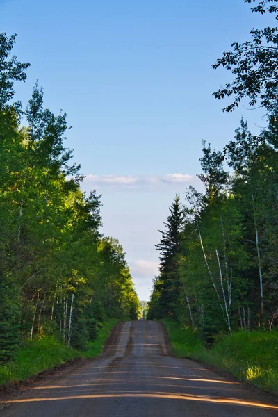 Ein Gerader Feldweg Durch Einen Wald Von Espenbäumen — Stockfoto
