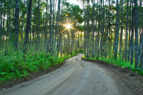 A dirt road through a forest with the morning sun shining through the trees.