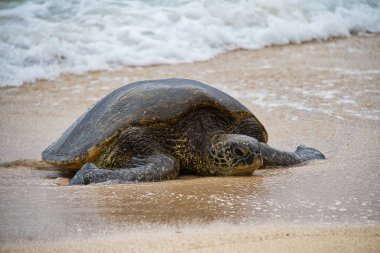Oahu bir plajda çevresinde splattering dalgalar ile dinlenme nesli tükenmekte olan bir Hawaii yeşil deniz kaplumbağası.