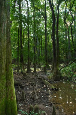 Selvi ağaçları bataklık Congaree Milli Parkı içinde.