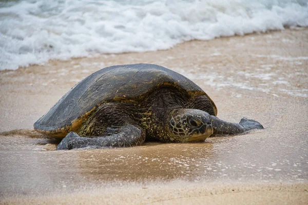 Oahu bir plajda çevresinde splattering dalgalar ile dinlenme nesli tükenmekte olan bir Hawaii yeşil deniz kaplumbağası.