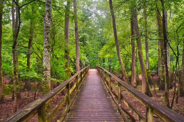 Boardwalk Congaree Milli Parkı'nda bataklık topraklarda geçen.