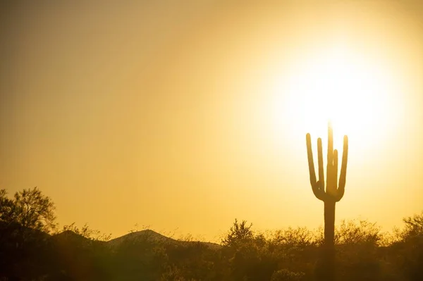 Západ Slunce Nad Pouští Pod Bezmračnou Oblohou Saguaro Kaktus Popředí — Stock fotografie