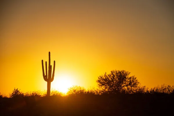 Ondergaande Zon Woestijn Onder Een Wolkenloze Hemel Met Een Saguaro — Stockfoto