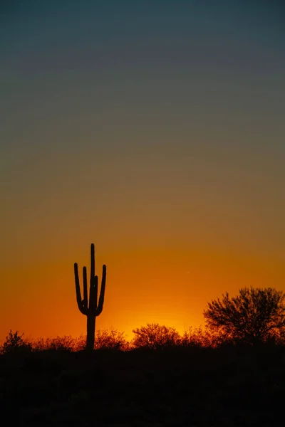 Sol Pone Sobre Desierto Bajo Cielo Despejado Con Cactus Saguaro — Foto de Stock
