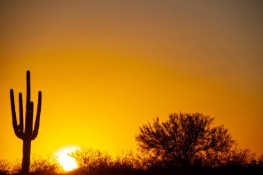 Çölde bir saguaro kaktüsü ön planda bulutsuz bir gökyüzü altında güneş ayarına.