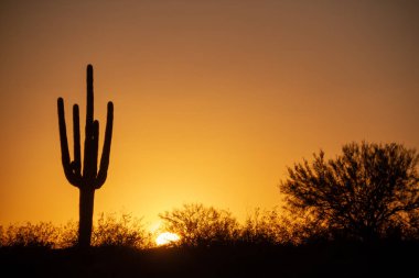 Çölde bir saguaro kaktüsü ön planda bulutsuz bir gökyüzü altında güneş ayarına.