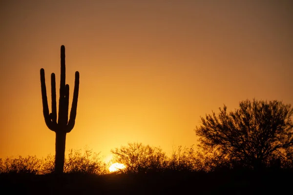 Západ Slunce Nad Pouští Pod Bezmračnou Oblohou Saguaro Kaktus Popředí — Stock fotografie