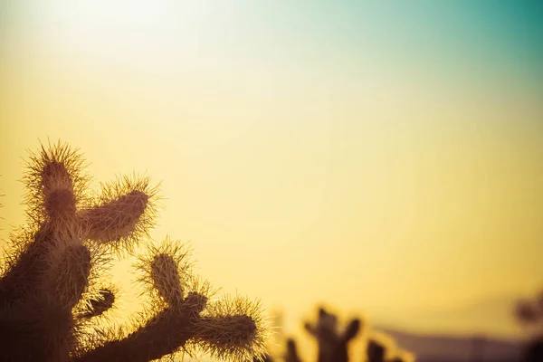 Přechod pozadí kaktusu Cholla s oblohou — Stock fotografie