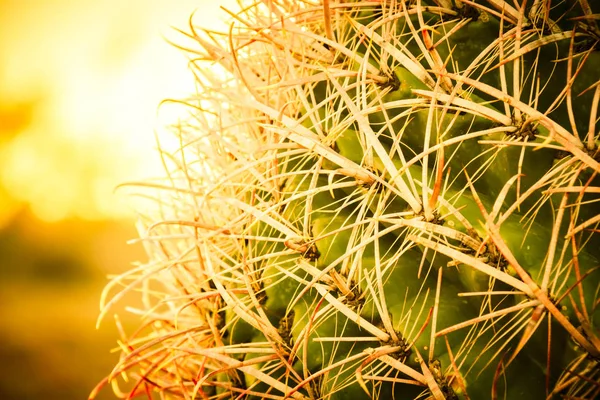 Barrel Cactus jehly s pozadí oblohy — Stock fotografie