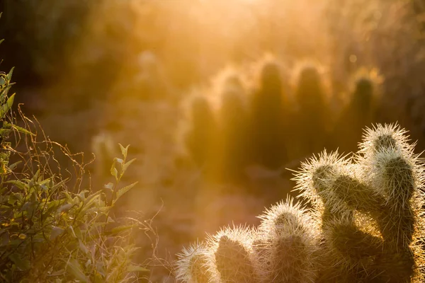 Přechod pozadí kaktusu Cholla s oblohou a sluncem — Stock fotografie