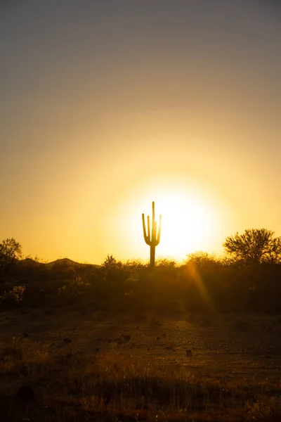 Un cálido atardecer en el desierto bajo un cielo sin nubes — Foto de Stock