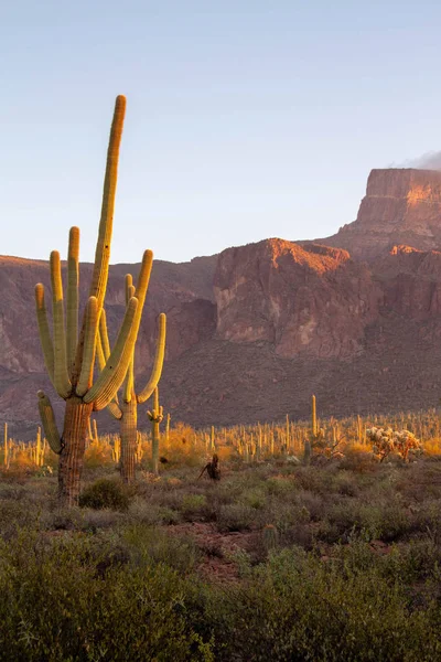 A Saguaro Cactus in Desert Landscape — Stock Photo, Image