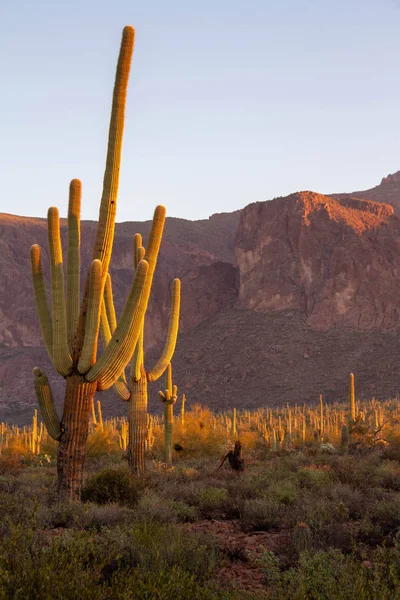 A Saguaro Cactus in Desert Landscape