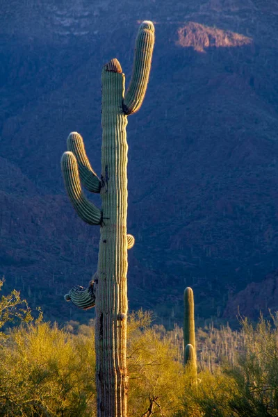 Een Saguaro Cactus in de woestijn landschap — Stockfoto